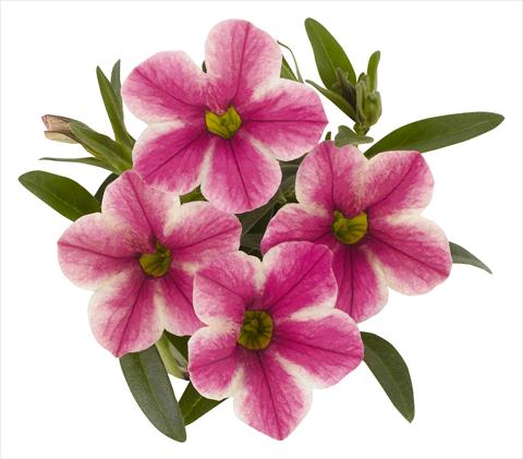 Photo de variété de fleurs à utiliser comme: Pot, Plante à massif, patio, Suspension Calibrachoa RED FOX Volcano Pink