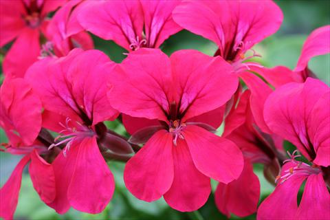 Photo de variété de fleurs à utiliser comme: Suspension / pot Pelargonium peltatum Summertime Cherry Red