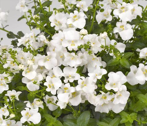 Photo de variété de fleurs à utiliser comme: Pot, patio, Suspension Diascia barberae Genta Classic White