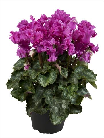 Photo de variété de fleurs à utiliser comme: Suspension / pot Cyclamen persicum Super Serie® Merengue Dark Violet