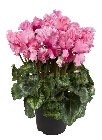 Photo de variété de fleurs à utiliser comme: Suspension / pot Cyclamen persicum Super Serie® Merengue Light Salmon Pink