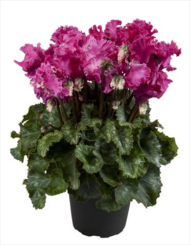 Photo de variété de fleurs à utiliser comme: Suspension / pot Cyclamen persicum Super Serie® Merengue Magenta