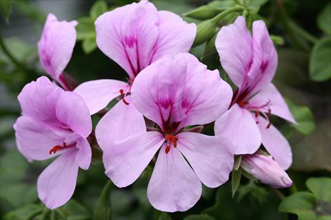 Photo de variété de fleurs à utiliser comme: Suspension / pot Pelargonium peltatum Summertime Lilac