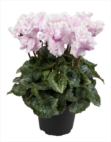 Photo de variété de fleurs à utiliser comme: Suspension / pot Cyclamen persicum Super Serie® Merengue Neon Flamed