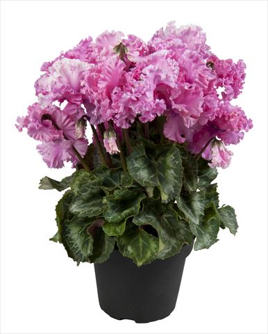 Photo de variété de fleurs à utiliser comme: Suspension / pot Cyclamen persicum Super Serie® Merengue Neon Pink