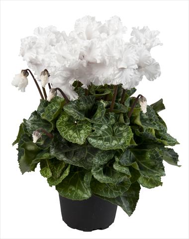 Photo de variété de fleurs à utiliser comme: Suspension / pot Cyclamen persicum Super Serie® Merengue Pure White