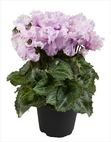 Photo de variété de fleurs à utiliser comme: Suspension / pot Cyclamen persicum Super Serie® Merengue White with eye