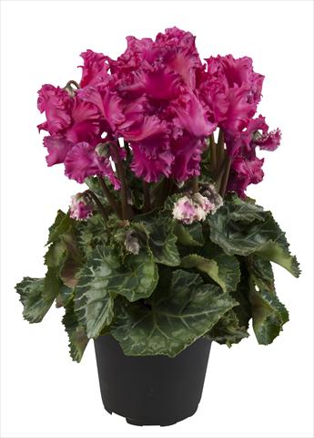 Photo de variété de fleurs à utiliser comme: Suspension / pot Cyclamen persicum Super Serie® Merengue Wine Red