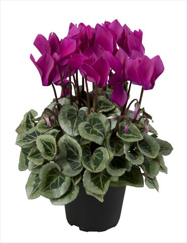 Photo de variété de fleurs à utiliser comme: Suspension / pot Cyclamen persicum Super Serie® Rembrandt Dark Violet