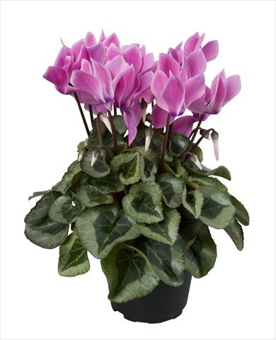 Photo de variété de fleurs à utiliser comme: Suspension / pot Cyclamen persicum Super Serie® Rembrandt Neon Flamed
