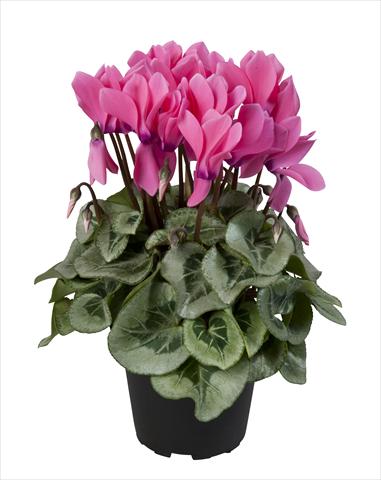 Photo de variété de fleurs à utiliser comme: Suspension / pot Cyclamen persicum Super Serie® Rembrandt Neon Pink