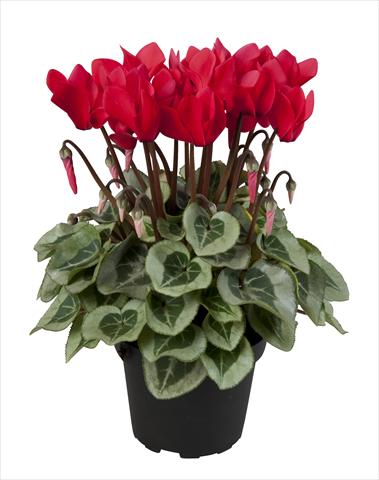 Photo de variété de fleurs à utiliser comme: Suspension / pot Cyclamen persicum Super Serie® Rembrandt Red