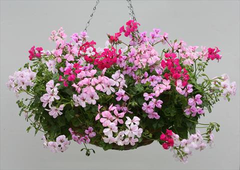 Photo de variété de fleurs à utiliser comme: Suspension / pot Pelargonium peltatum Summertime