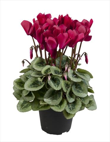 Photo de variété de fleurs à utiliser comme: Suspension / pot Cyclamen persicum Super Serie® Rembrandt Wine Red