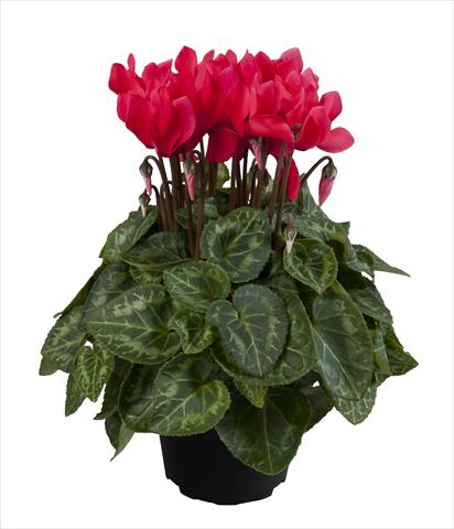 Photo de variété de fleurs à utiliser comme: Suspension / pot Cyclamen persicum Super Serie® Carino F1 Dark Salmon Pink