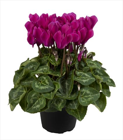 Photo de variété de fleurs à utiliser comme: Suspension / pot Cyclamen persicum Super Serie® Carino F1 Dark Violet