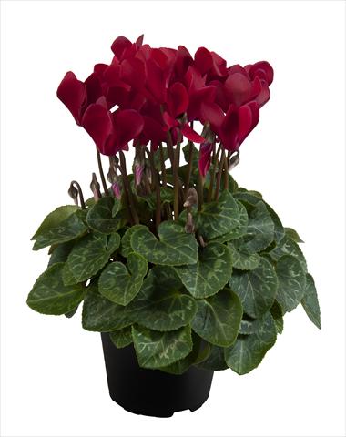 Photo de variété de fleurs à utiliser comme: Suspension / pot Cyclamen persicum Super Serie® Carino F1 Deep Wine Red