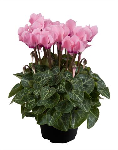 Photo de variété de fleurs à utiliser comme: Suspension / pot Cyclamen persicum Super Serie® Carino F1 Light Salmon Pink