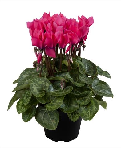 Photo de variété de fleurs à utiliser comme: Suspension / pot Cyclamen persicum Super Serie® Carino F1 Neon Pink