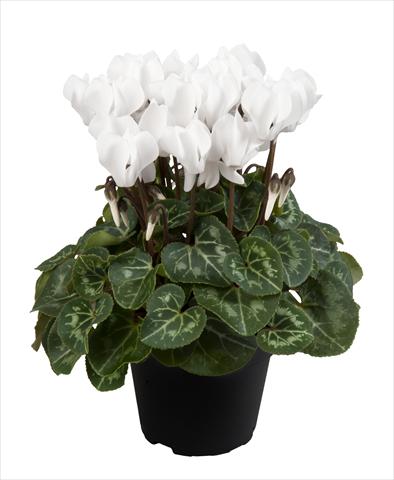 Photo de variété de fleurs à utiliser comme: Suspension / pot Cyclamen persicum Super Serie® Carino F1 Pure White