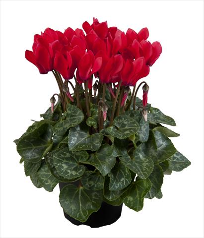 Photo de variété de fleurs à utiliser comme: Suspension / pot Cyclamen persicum Super Serie® Carino F1 Red