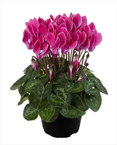 Photo de variété de fleurs à utiliser comme: Suspension / pot Cyclamen persicum Super Serie® Carino F1 Wine Red Flamed