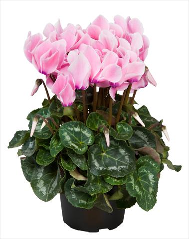 Photo de variété de fleurs à utiliser comme: Suspension / pot Cyclamen persicum Super Serie® Allure® F1 Neon Flamed
