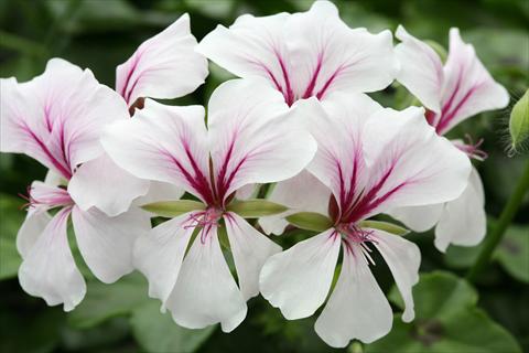 Photo de variété de fleurs à utiliser comme: Suspension / pot Pelargonium peltatum Summertime White Star