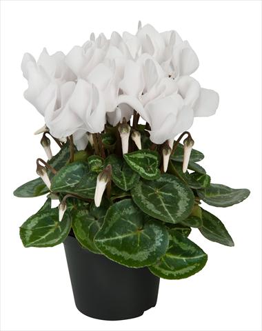Photo de variété de fleurs à utiliser comme: Suspension / pot Cyclamen persicum Super Serie® Compact® F1 Pure White