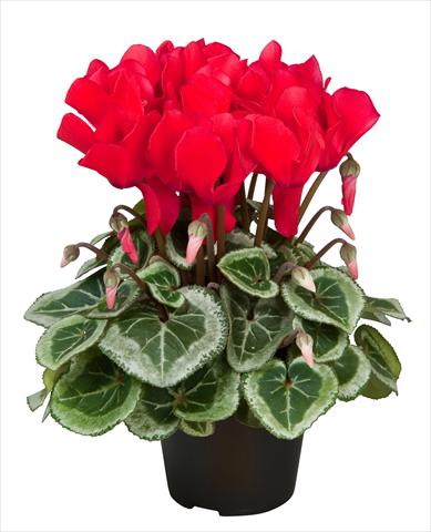 Photo de variété de fleurs à utiliser comme: Suspension / pot Cyclamen persicum Super Serie® Da Vinci® F1 Red