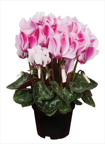 Photo de variété de fleurs à utiliser comme: Suspension / pot Cyclamen persicum Super Serie® Micro® F1 Spotted