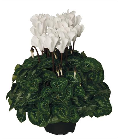 Photo de variété de fleurs à utiliser comme: Suspension / pot Cyclamen persicum Super Serie® Mini Winter™ F1 Cream White