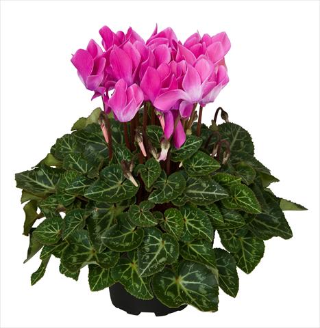 Photo de variété de fleurs à utiliser comme: Suspension / pot Cyclamen persicum Super Serie® Mini Winter™ F1 Violet Flamed