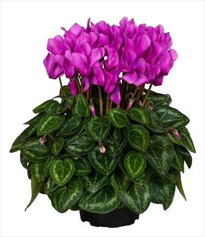 Photo de variété de fleurs à utiliser comme: Suspension / pot Cyclamen persicum Super Serie® Original® F1 Light Violet
