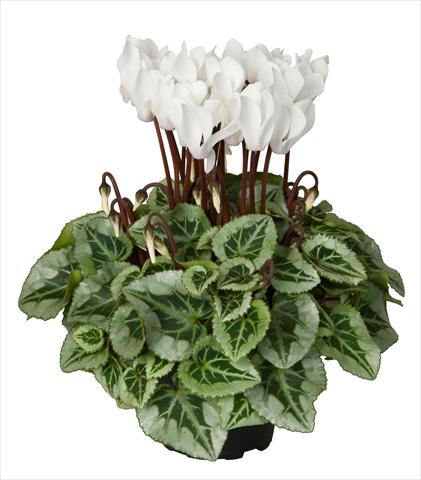 Photo de variété de fleurs à utiliser comme: Suspension / pot Cyclamen persicum Super Serie® Picasso® F1 Cream White