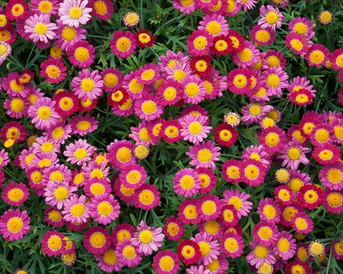 Photo de variété de fleurs à utiliser comme: Pot, Plante à massif, patio Argyranthemum LaRita® Purple Red