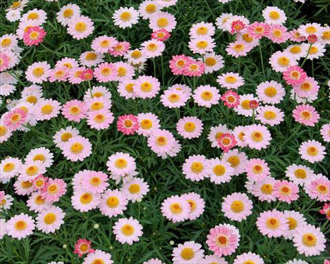 Photo de variété de fleurs à utiliser comme: Pot, Plante à massif, patio Argyranthemum LaRita® Salmon Pink
