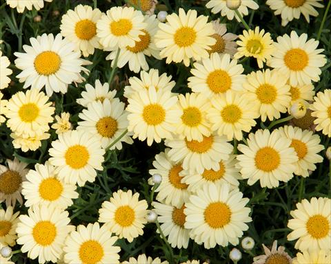 Photo de variété de fleurs à utiliser comme: Pot, Plante à massif, patio Argyranthemum LaRita® Yellow