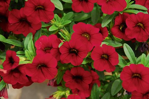Photo de variété de fleurs à utiliser comme: Pot, Plante à massif, patio, Suspension Calibrachoa MiniFamous® Compact Dark Red