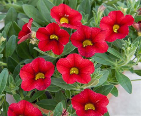 Photo de variété de fleurs à utiliser comme: Pot, Plante à massif, patio, Suspension Calibrachoa MiniFamous® Compact Red