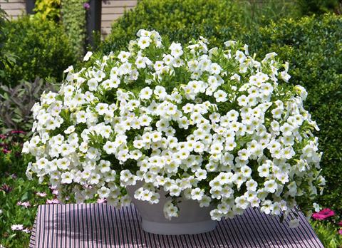 Photo de variété de fleurs à utiliser comme: Pot, Plante à massif, patio, Suspension Calibrachoa MiniFamous® Compact White