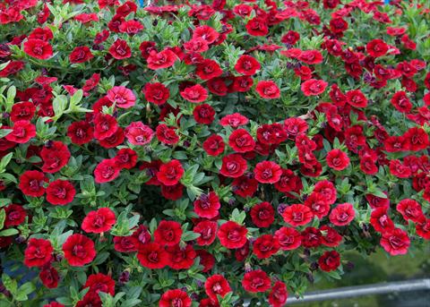 Photo de variété de fleurs à utiliser comme: Pot, Plante à massif, patio, Suspension Calibrachoa MiniFamous® Double Dark Red