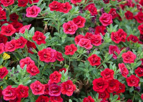 Photo de variété de fleurs à utiliser comme: Pot, Plante à massif, patio, Suspension Calibrachoa MiniFamous® Double Red