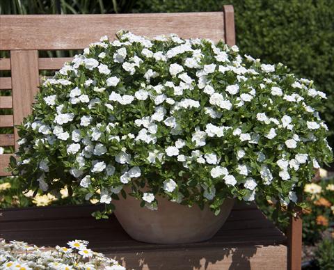 Photo de variété de fleurs à utiliser comme: Pot, Plante à massif, patio, Suspension Calibrachoa MiniFamous® Double White
