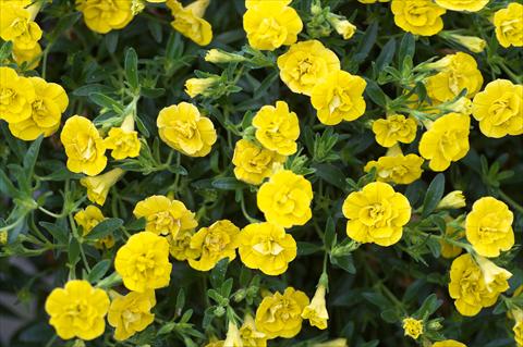 Photo de variété de fleurs à utiliser comme: Pot, Plante à massif, patio, Suspension Calibrachoa MiniFamous® Double Yellow