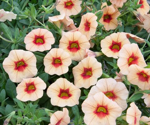 Photo de variété de fleurs à utiliser comme: Pot, Plante à massif, patio, Suspension Calibrachoa MiniFamous® Neo Apricot+Red Eye