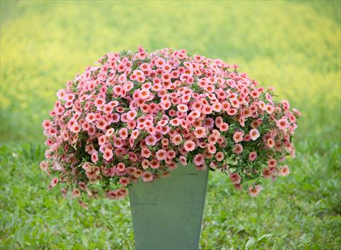 Photo de variété de fleurs à utiliser comme: Pot, Plante à massif, patio, Suspension Calibrachoa MiniFamous® Neo Coral+Red Eye