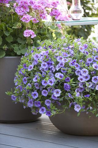 Photo de variété de fleurs à utiliser comme: Pot, Plante à massif, patio, Suspension Calibrachoa MiniFamous® Neo Light Blue