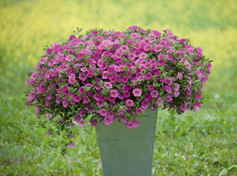 Photo de variété de fleurs à utiliser comme: Pot, Plante à massif, patio, Suspension Calibrachoa MiniFamous® Neo Pink