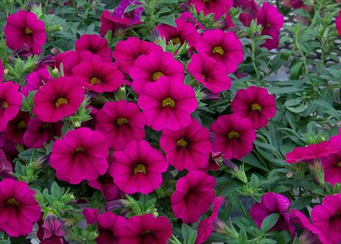 Photo de variété de fleurs à utiliser comme: Pot, Plante à massif, patio, Suspension Calibrachoa MiniFamous® Neo Purple